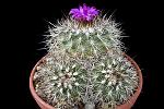 Gimnocactus horripilus D. 12 € 12.00